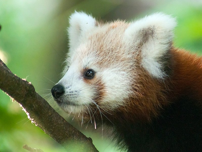 panda_r04.jpg