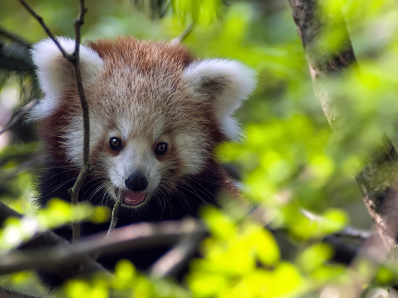 panda_r05.jpg