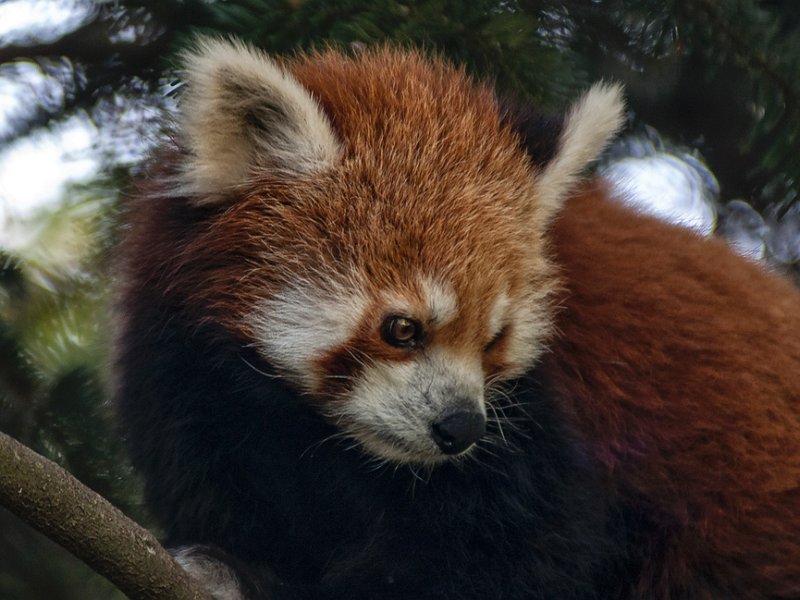 panda_r11.jpg