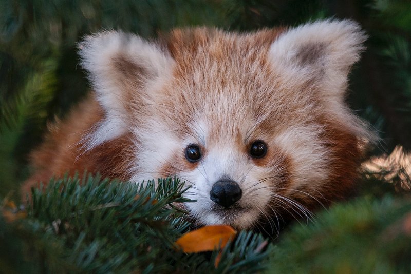 panda_r14.jpg