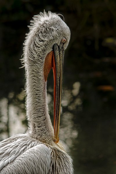 pellicano04.jpg