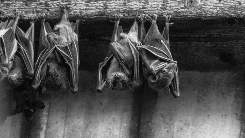 pipistrelli02bn.jpg