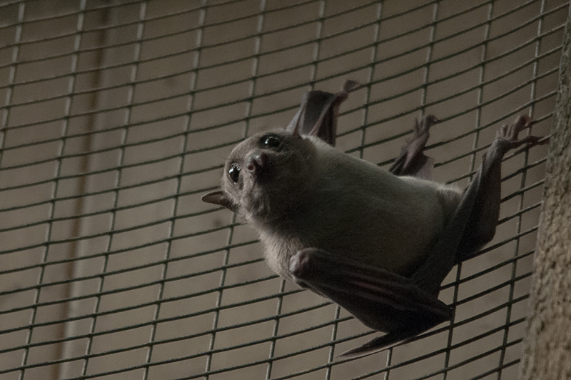 pipistrello02.jpg