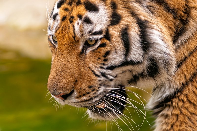 tigre008.jpg