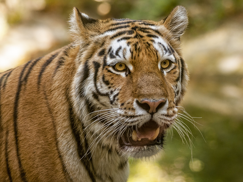 tigre013.jpg