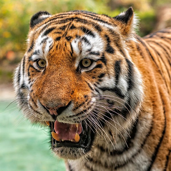 tigre015.jpg