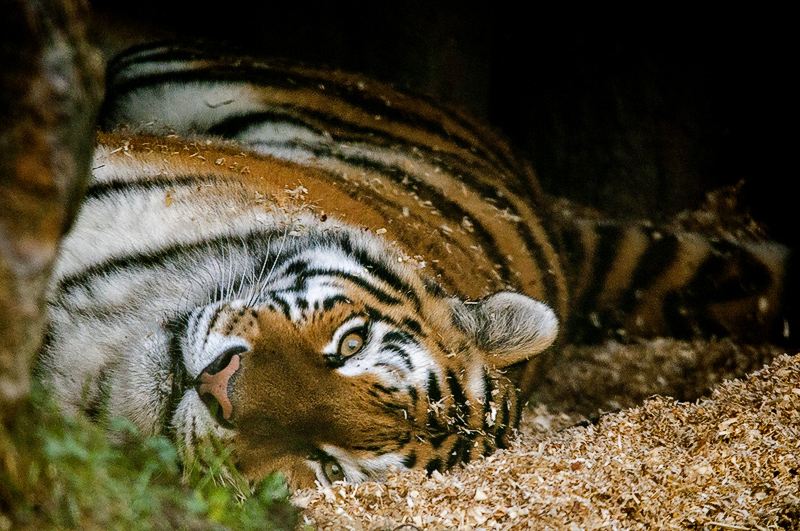 tigre017.jpg