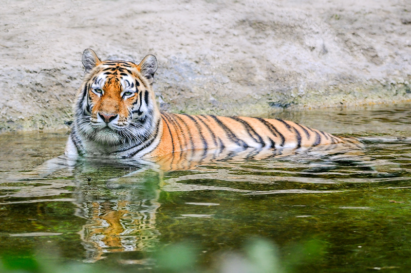 tigre_a_mollo02.jpg