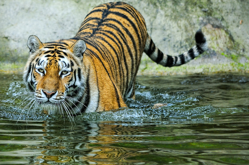 tigre_a_mollo03.jpg