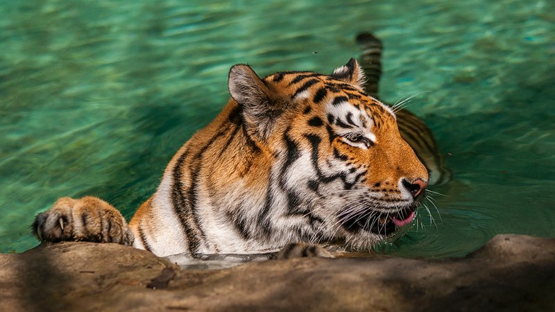 tigre_a_mollo06.jpg