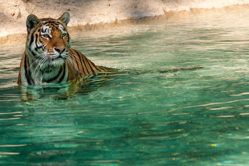 tigre_a_mollo08.jpg