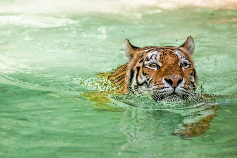 tigre_a_mollo09.jpg