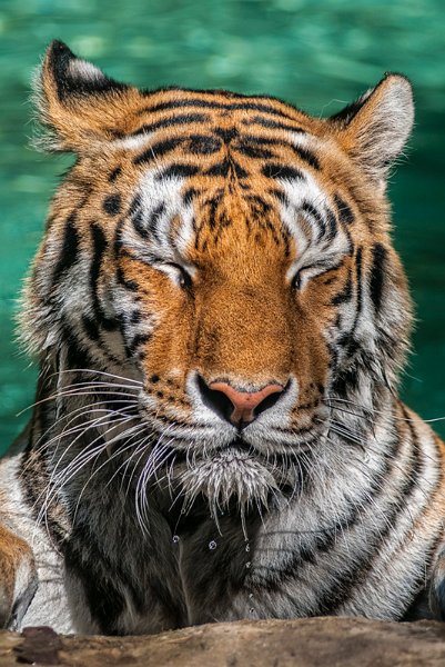 tigre_a_mollo10.jpg