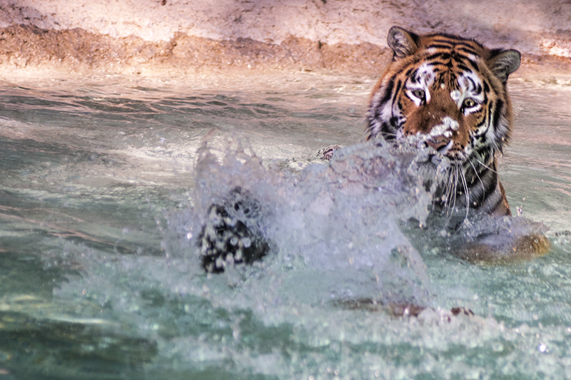 tigre_a_mollo13.jpg