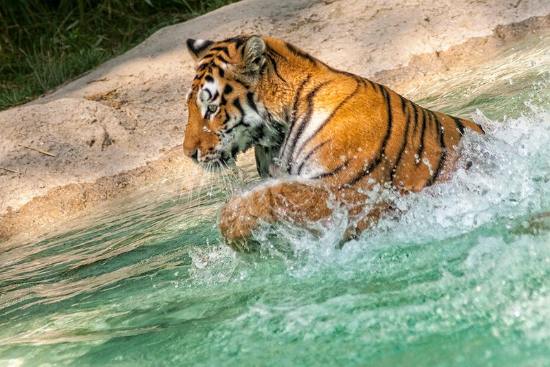 tigre_a_mollo14.jpg