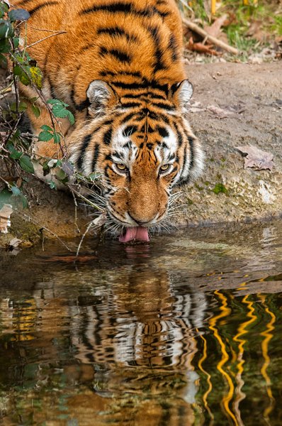 tigre_beve01.jpg