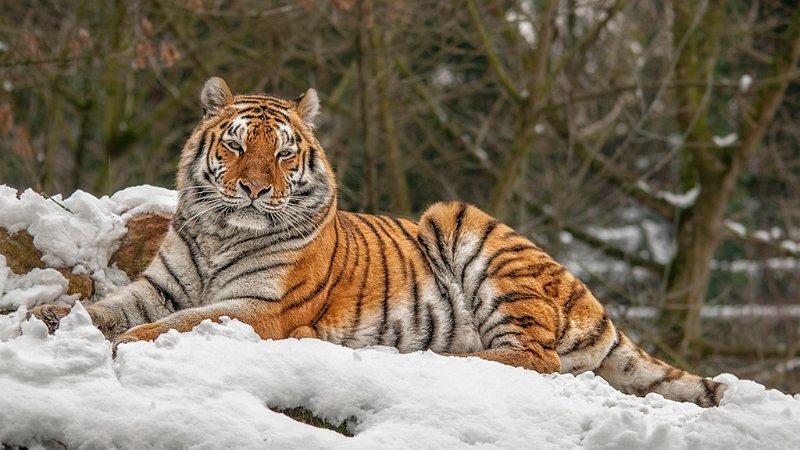 tigre_neve02.jpg
