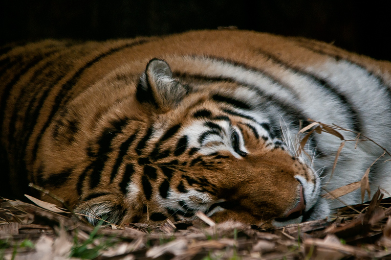 tigre_pp01.jpg