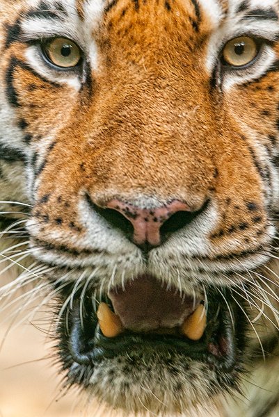 tigre_pp02.jpg