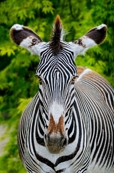 zebra002color.jpg