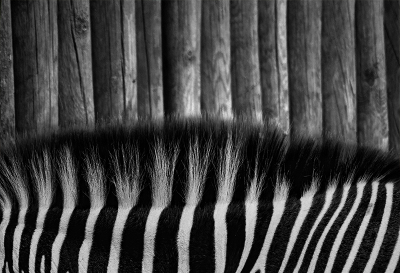 zebra_part.jpg