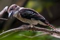 Kookaburra01