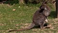 Wallaby