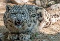 bru-leopardo_nevi_32