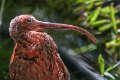 bru_ibis-rosso01