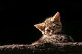 gattino_selv01