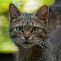 gatto_selv01