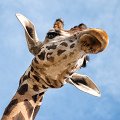 giraffa