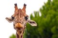 giraffa01