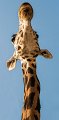 giraffa_dal_basso