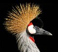 gru_coronata