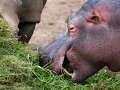 hippo_gnam