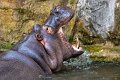 ippopotamo09_01