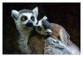 lemuri05