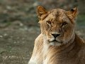leonessa08_spw