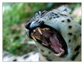leopardo_delle_nevi_04
