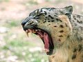 leopardo_nevi01