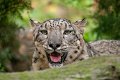 leopardo_nevi07
