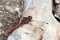 libellula