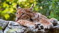 lince08
