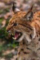 lince15