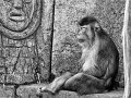 macaco01bn