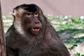 macaco02