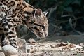 ocelot02
