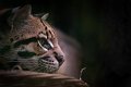 ocelot04