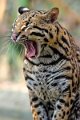 ocelot06sbadiglio